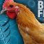 آنفلوآنزای مرغی چیست ، تاریخچه و عوارض و شرایط انتقال آن