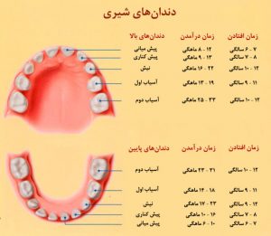 مراحل رشد و نمو دندانها