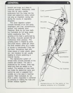 صفحه اول کتاب Your First COCRATIEL (اولین عروسی هلندی شما)-ساختار (کالبدشناسی) و عملکرد (فیزیولوژی) پرندگان و پستانداران مشابه است، اما تفاوت‌های مهمی نیز وجود دارد. پوست پرندگان بسیار نازک است؛ فاقد غدد عرق و غدد چربی است و با پر پوشیده شده است که گاهی در طی فرآیند پرریزی تغییر می‌کنند.